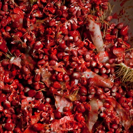 ACHIOTE 5_mosaico galeria _MG_5868.jpg
